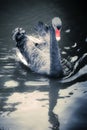 Gray swan in RegentÃ¢â¬â¢s park in London England Royalty Free Stock Photo